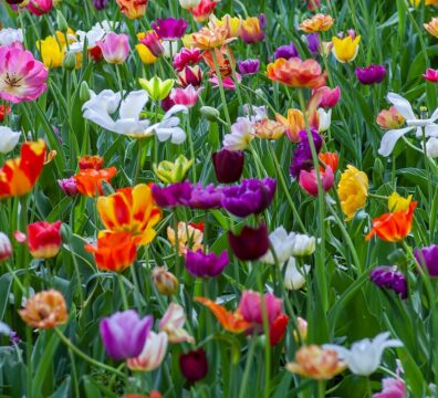 assorted-color flowers