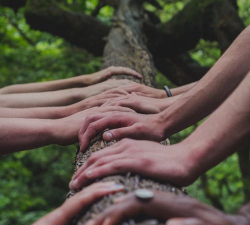 a group of people holding hands on top of a tree